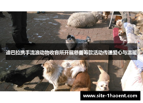 迪巴拉携手流浪动物收容所开展慈善筹款活动传递爱心与温暖